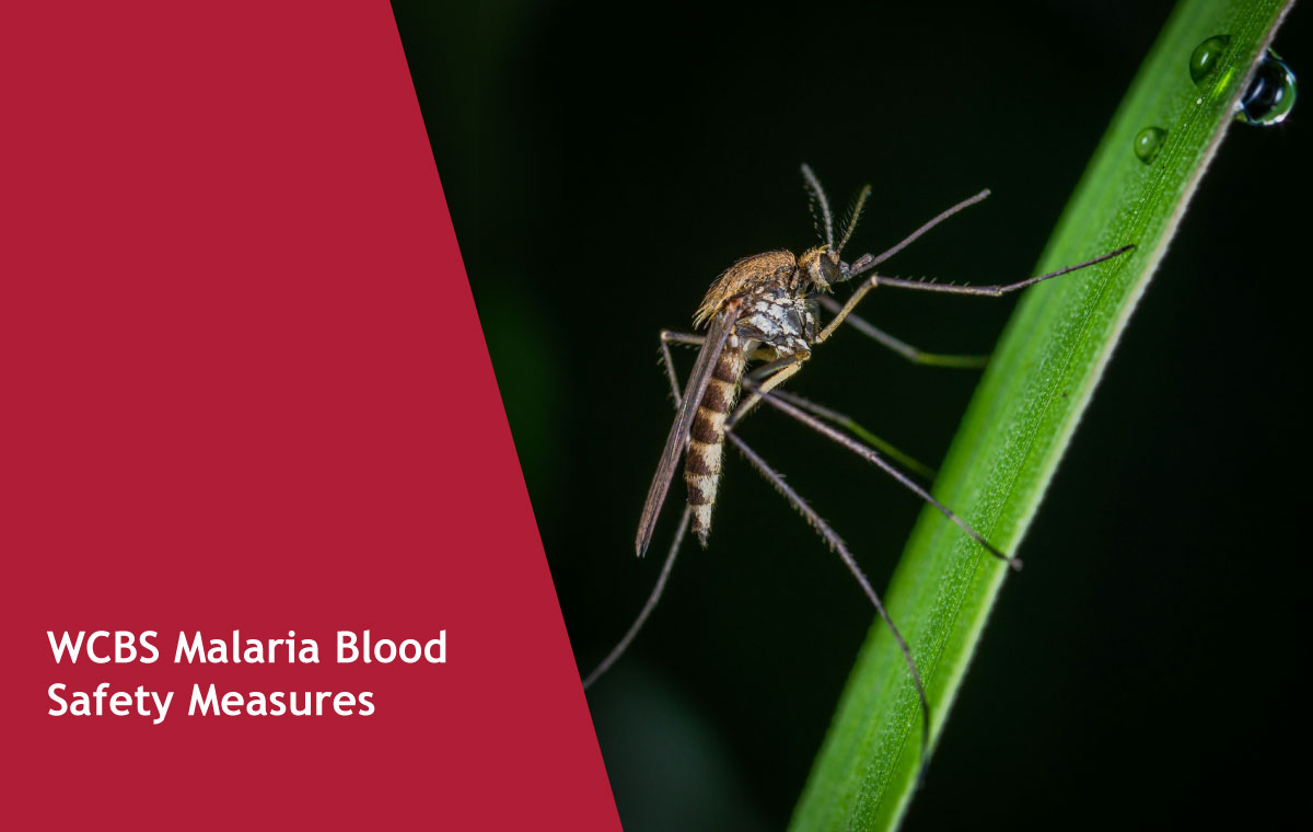Banner showing a mosquito on a green blade of grass beside a red diagonal panel that reads 'WCBS Malaria Blood Safety Measures'